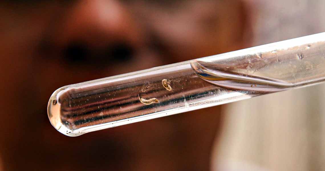 Combate à dengue: SESI lança canal gratuito de telemedicina para atender trabalhadores da indústria